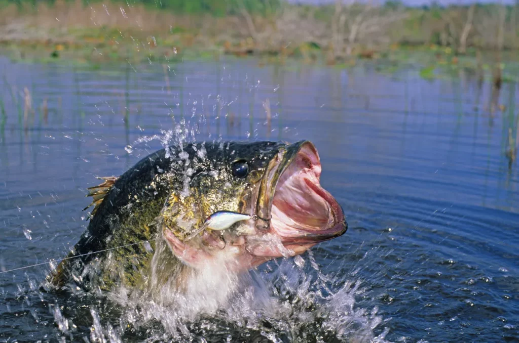 Fall Bass Fishing for Catching Big Bass